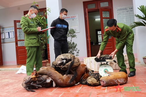 Điện Biên: Thu giữ gần 130 kg động vật hoang dã